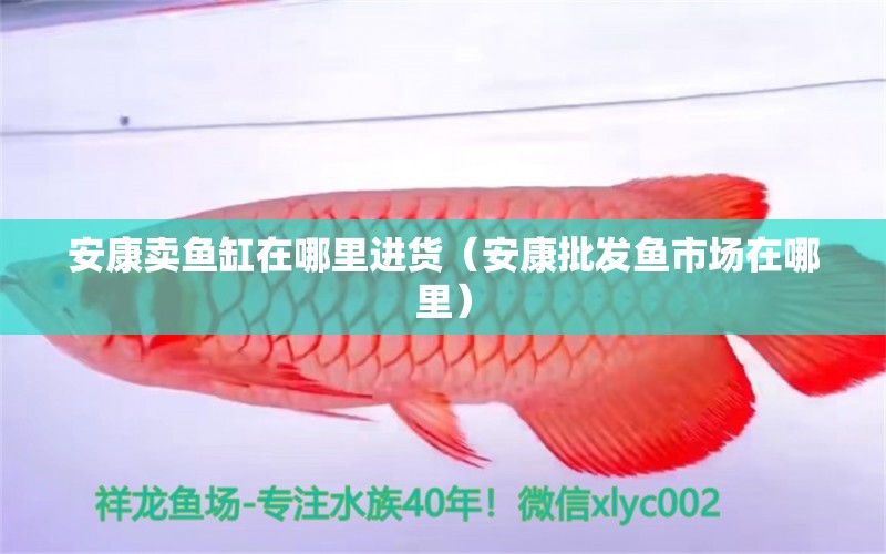 安康賣魚缸在哪里進(jìn)貨（安康批發(fā)魚市場(chǎng)在哪里）