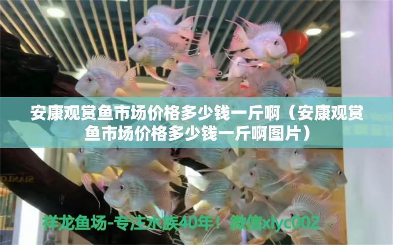 安康觀賞魚市場價格多少錢一斤?。ò部涤^賞魚市場價格多少錢一斤啊圖片）