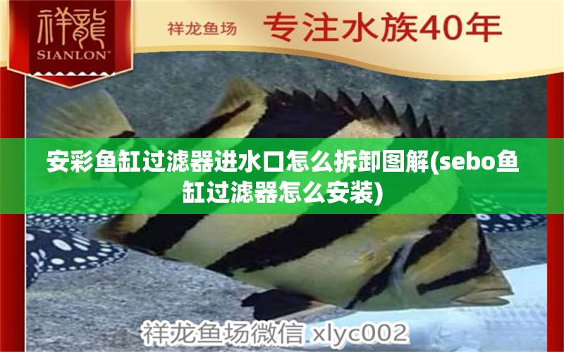 安彩魚缸過濾器進水口怎么拆卸圖解(sebo魚缸過濾器怎么安裝) 白子黃化銀龍魚