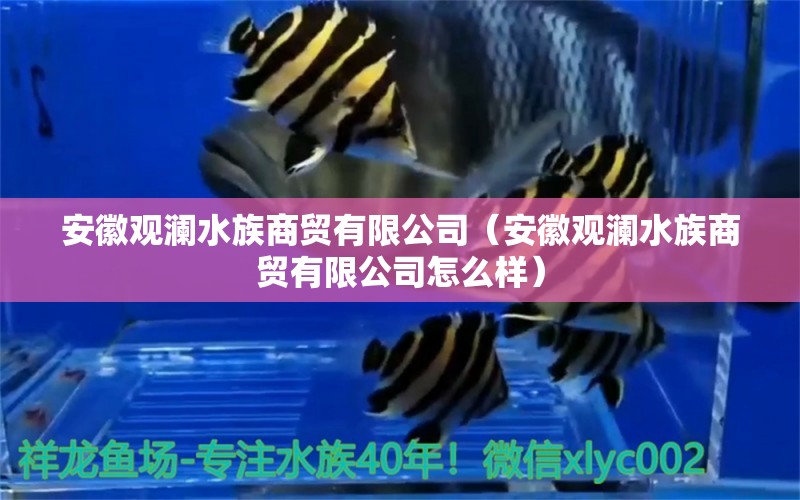 安徽觀瀾水族商貿(mào)有限公司（安徽觀瀾水族商貿(mào)有限公司怎么樣） 全國水族館企業(yè)名錄