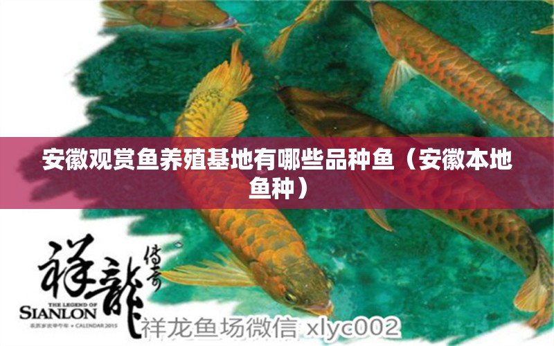 安徽觀賞魚養(yǎng)殖基地有哪些品種魚（安徽本地魚種） 廣州觀賞魚批發(fā)市場