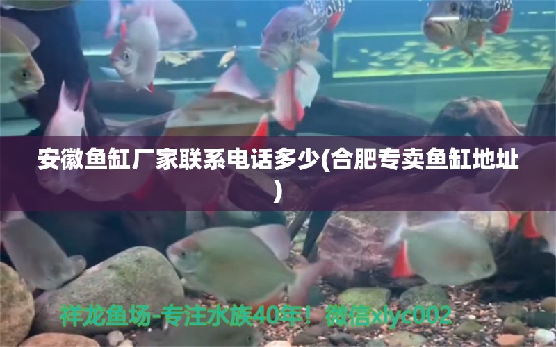 安徽魚缸廠家聯(lián)系電話多少(合肥專賣魚缸地址) 祥龍水族醫(yī)院