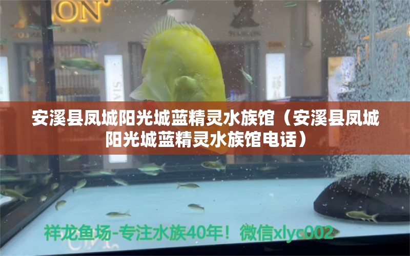 安溪縣鳳城陽(yáng)光城藍(lán)精靈水族館（安溪縣鳳城陽(yáng)光城藍(lán)精靈水族館電話）