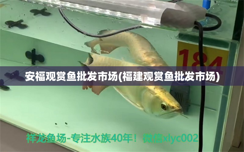 安福觀賞魚批發(fā)市場(chǎng)(福建觀賞魚批發(fā)市場(chǎng)) 觀賞魚批發(fā) 第1張