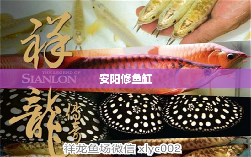 安陽修魚缸 其他品牌魚缸