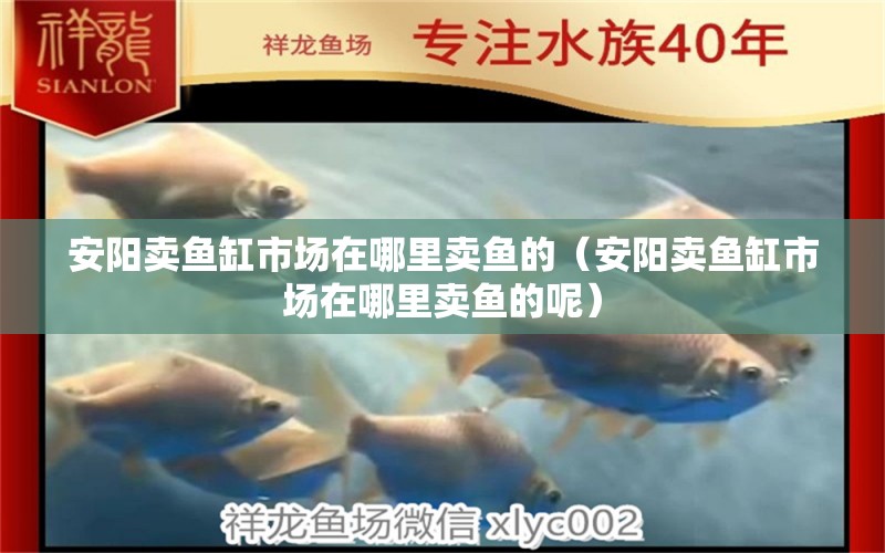 安陽賣魚缸市場在哪里賣魚的（安陽賣魚缸市場在哪里賣魚的呢） 祥龍水族醫(yī)院