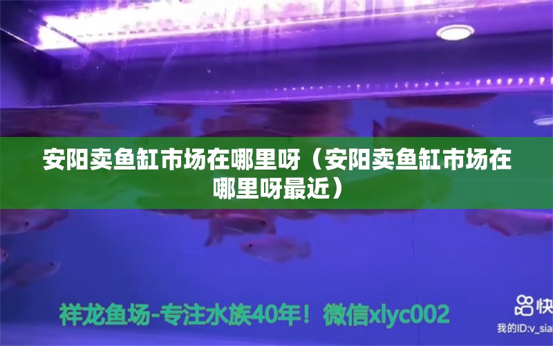 安陽賣魚缸市場在哪里呀（安陽賣魚缸市場在哪里呀最近） 其他品牌魚缸