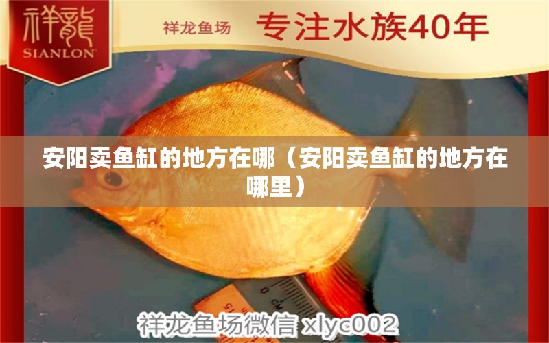 安陽賣魚缸的地方在哪（安陽賣魚缸的地方在哪里） 其他品牌魚缸