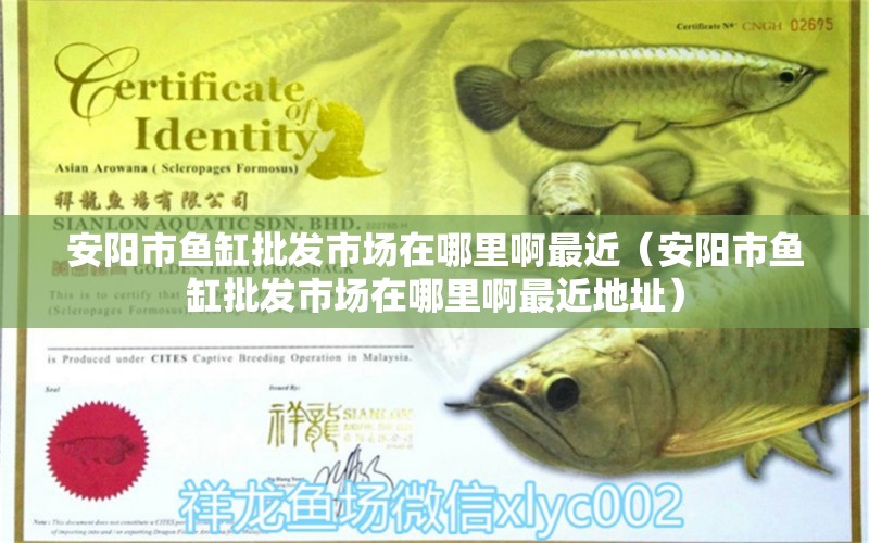 安陽市魚缸批發(fā)市場在哪里啊最近（安陽市魚缸批發(fā)市場在哪里啊最近地址）