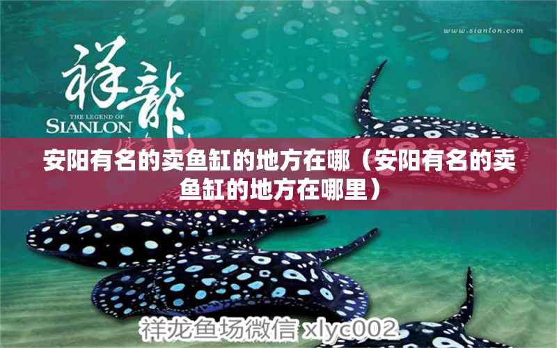 安陽有名的賣魚缸的地方在哪（安陽有名的賣魚缸的地方在哪里）