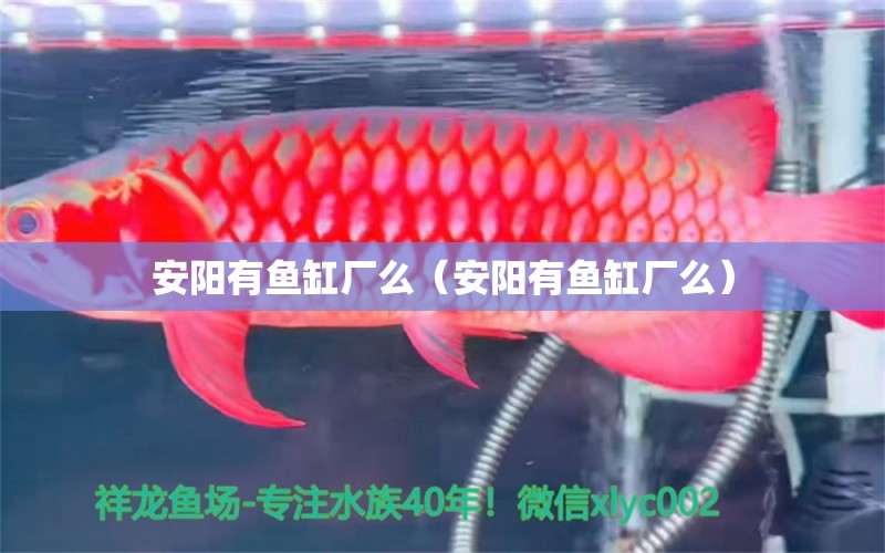 安陽有魚缸廠么（安陽有魚缸廠么）