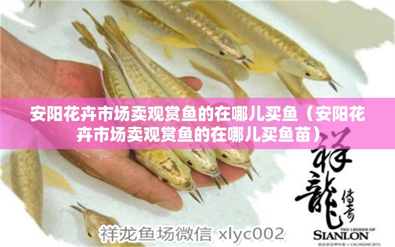 安陽花卉市場賣觀賞魚的在哪兒買魚（安陽花卉市場賣觀賞魚的在哪兒買魚苗）