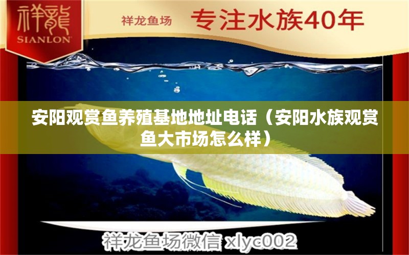 安陽(yáng)觀(guān)賞魚(yú)養(yǎng)殖基地地址電話(huà)（安陽(yáng)水族觀(guān)賞魚(yú)大市場(chǎng)怎么樣） 觀(guān)賞魚(yú)批發(fā)