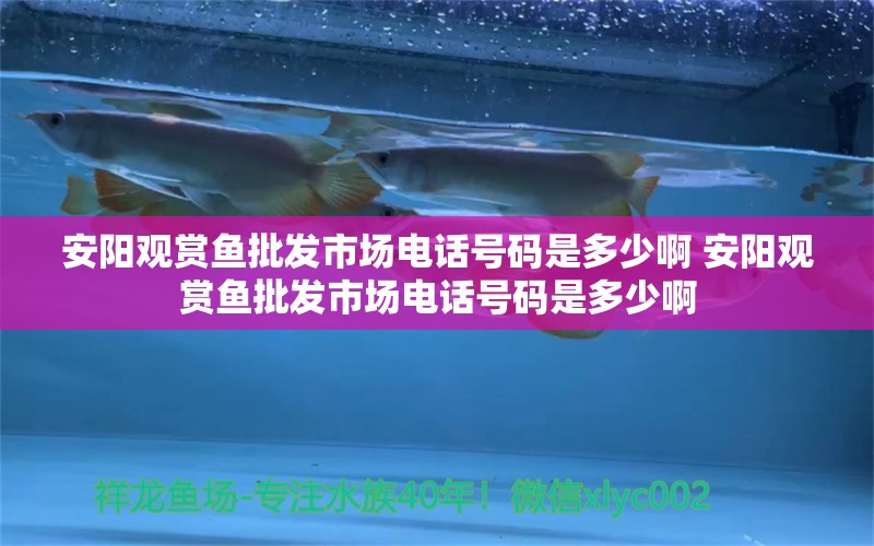 安陽觀賞魚批發(fā)市場電話號碼是多少啊 安陽觀賞魚批發(fā)市場電話號碼是多少啊