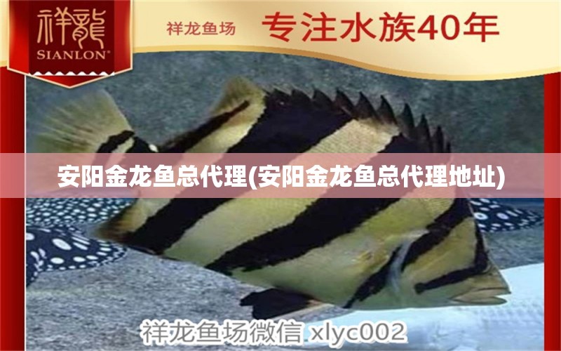 安陽金龍魚總代理(安陽金龍魚總代理地址) 黃金眼鏡蛇雷龍魚