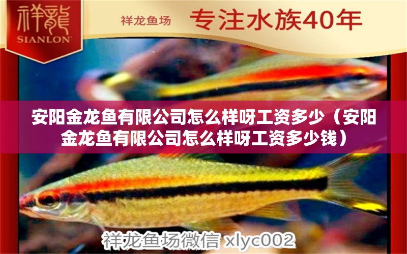 安陽金龍魚有限公司怎么樣呀工資多少（安陽金龍魚有限公司怎么樣呀工資多少錢）