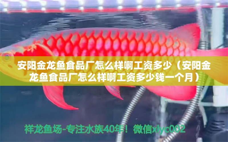 安陽金龍魚食品廠怎么樣啊工資多少（安陽金龍魚食品廠怎么樣啊工資多少錢一個(gè)月）