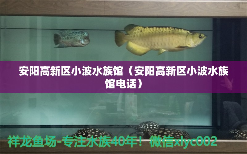 安陽高新區(qū)小波水族館（安陽高新區(qū)小波水族館電話） 全國水族館企業(yè)名錄