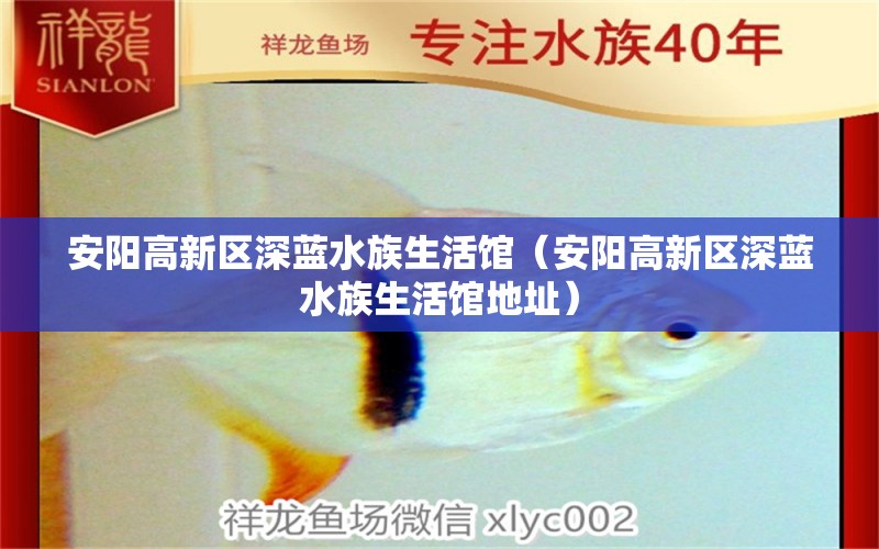 安陽高新區(qū)深藍水族生活館（安陽高新區(qū)深藍水族生活館地址） 全國水族館企業(yè)名錄