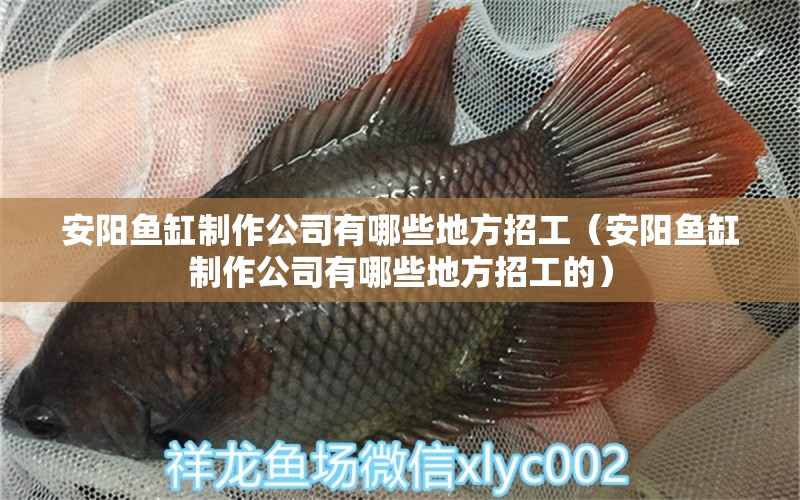 安陽魚缸制作公司有哪些地方招工（安陽魚缸制作公司有哪些地方招工的） 觀賞魚市場(chǎng)（混養(yǎng)魚） 第2張