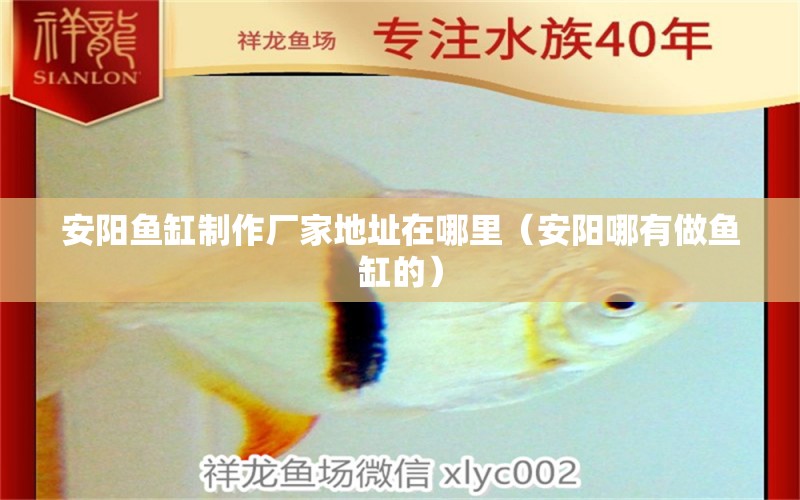 安陽魚缸制作廠家地址在哪里（安陽哪有做魚缸的）