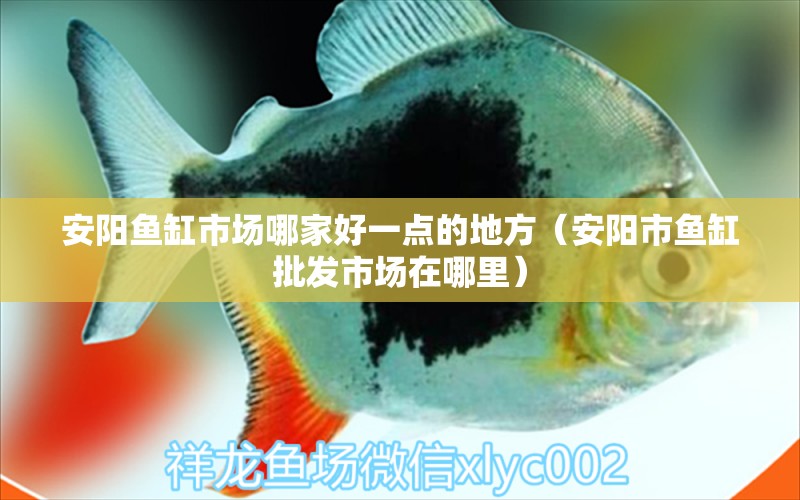 安陽魚缸市場哪家好一點的地方（安陽市魚缸批發(fā)市場在哪里） 黃金河虎魚