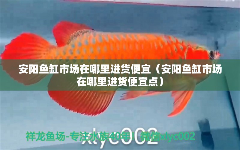 安陽魚缸市場在哪里進(jìn)貨便宜（安陽魚缸市場在哪里進(jìn)貨便宜點(diǎn)）