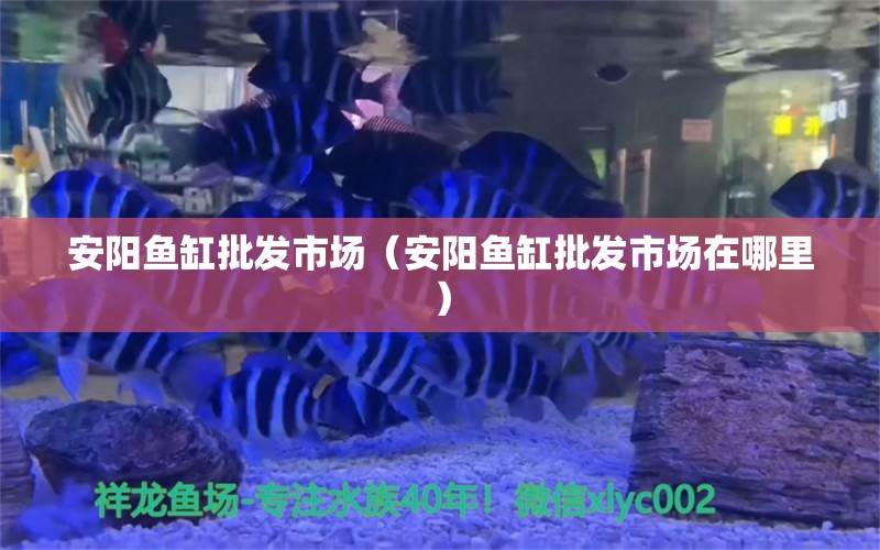 安陽魚缸批發(fā)市場（安陽魚缸批發(fā)市場在哪里） 觀賞魚水族批發(fā)市場