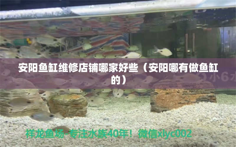 安陽魚缸維修店鋪哪家好些（安陽哪有做魚缸的） 細(xì)線銀版魚