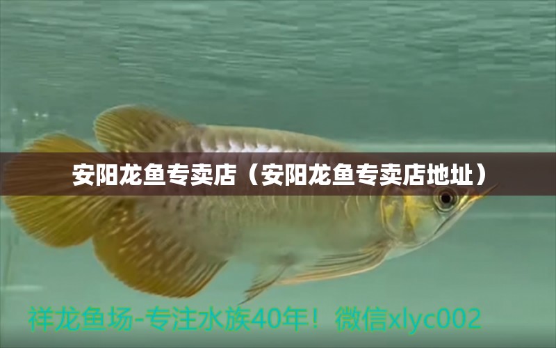 安陽龍魚專賣店（安陽龍魚專賣店地址）