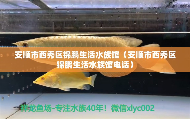 安順市西秀區(qū)錦鵬生活水族館（安順市西秀區(qū)錦鵬生活水族館電話）