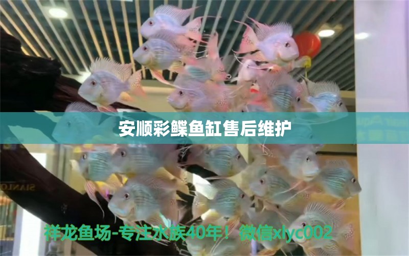 安順彩鰈魚缸售后維護(hù)