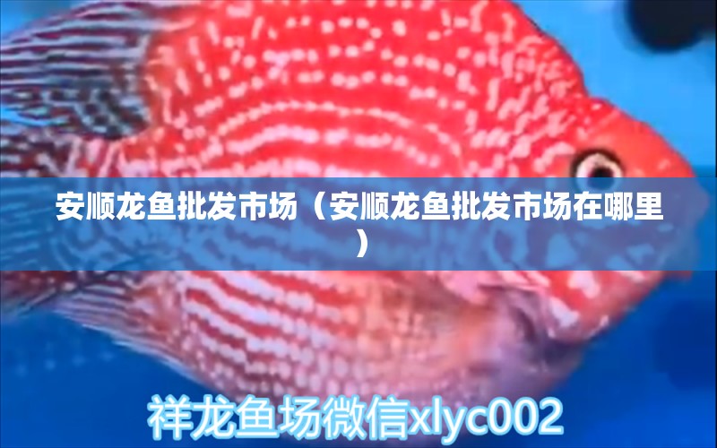 安順龍魚批發(fā)市場(chǎng)（安順龍魚批發(fā)市場(chǎng)在哪里） 龍魚批發(fā)