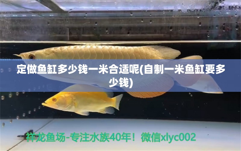 定做魚缸多少錢一米合適呢(自制一米魚缸要多少錢) 噴點菠蘿魚