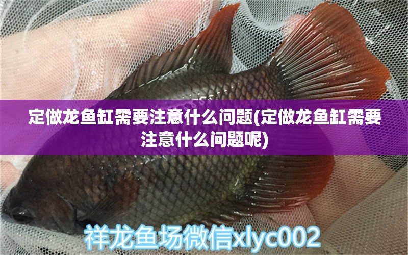 定做龍魚缸需要注意什么問題(定做龍魚缸需要注意什么問題呢) 黑金魟魚 第1張