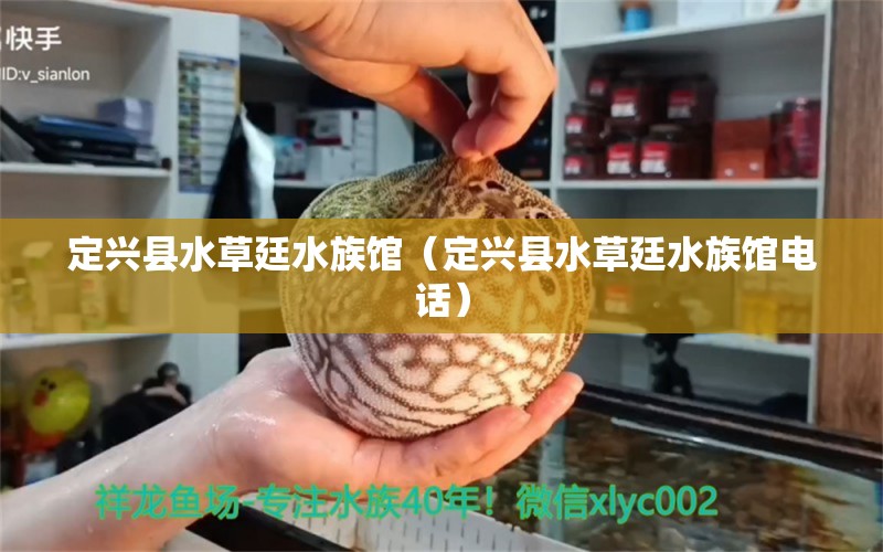 定興縣水草廷水族館（定興縣水草廷水族館電話） 水草