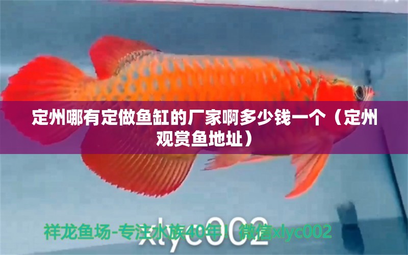 定州哪有定做魚缸的廠家啊多少錢一個（定州觀賞魚地址） 胭脂孔雀龍魚