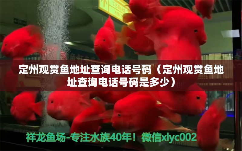 定州觀賞魚地址查詢電話號碼（定州觀賞魚地址查詢電話號碼是多少） 祥龍水族醫(yī)院