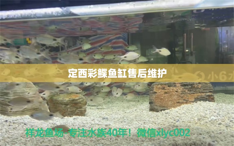 定西彩鰈魚缸售后維護(hù) 彩鰈魚缸（彩蝶魚缸）