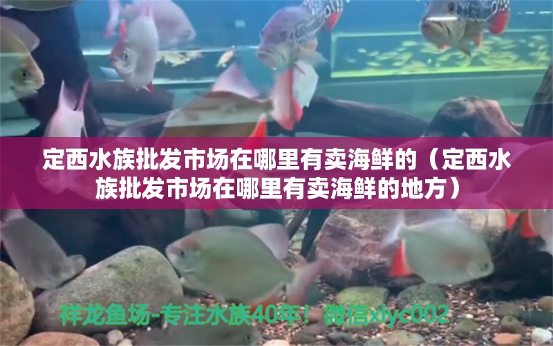 定西水族批發(fā)市場(chǎng)在哪里有賣海鮮的（定西水族批發(fā)市場(chǎng)在哪里有賣海鮮的地方）