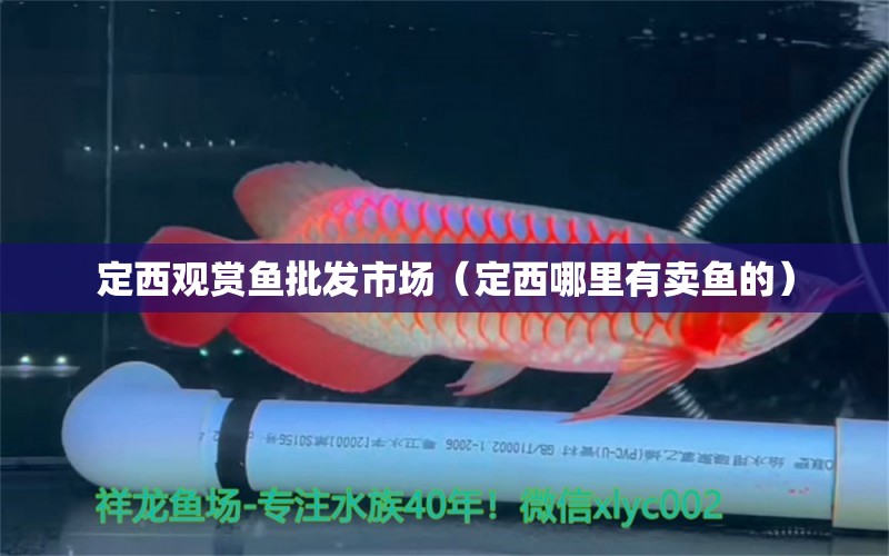 定西觀賞魚批發(fā)市場（定西哪里有賣魚的） 觀賞魚批發(fā)