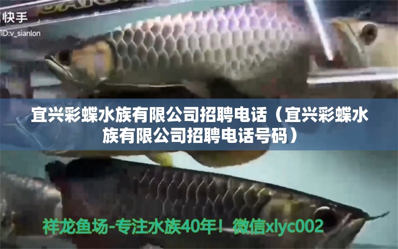 宜興彩蝶水族有限公司招聘電話（宜興彩蝶水族有限公司招聘電話號(hào)碼） 黃金招財(cái)貓魚