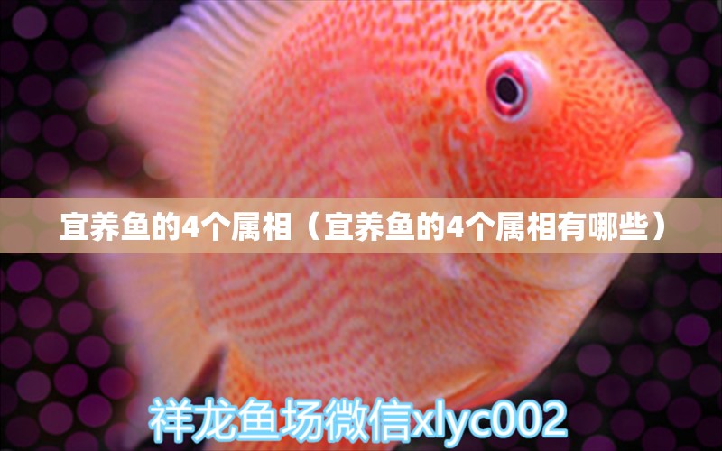 宜養(yǎng)魚的4個屬相（宜養(yǎng)魚的4個屬相有哪些） 紅龍魚魚糧飼料