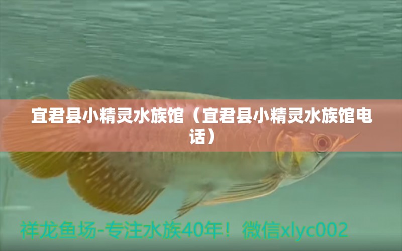 宜君縣小精靈水族館（宜君縣小精靈水族館電話） 全國(guó)水族館企業(yè)名錄