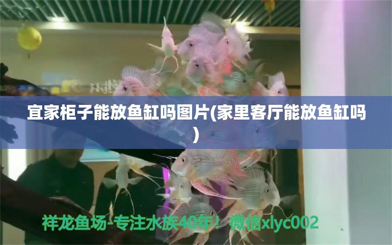 宜家柜子能放魚缸嗎圖片(家里客廳能放魚缸嗎) 金老虎魚