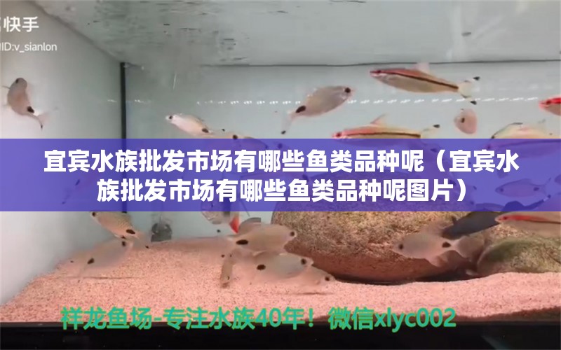 宜賓水族批發(fā)市場有哪些魚類品種呢（宜賓水族批發(fā)市場有哪些魚類品種呢圖片） 觀賞魚水族批發(fā)市場