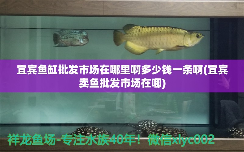 宜賓魚缸批發(fā)市場在哪里啊多少錢一條啊(宜賓賣魚批發(fā)市場在哪) 魚缸風(fēng)水 第1張