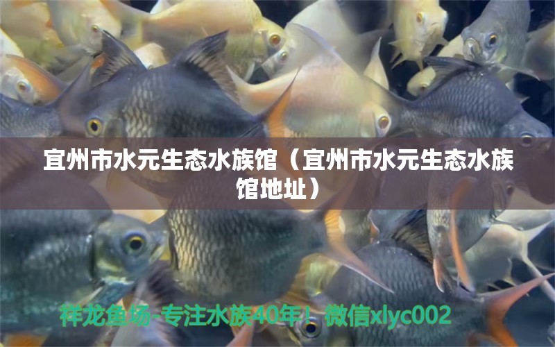 宜州市水元生態(tài)水族館（宜州市水元生態(tài)水族館地址） 全國水族館企業(yè)名錄