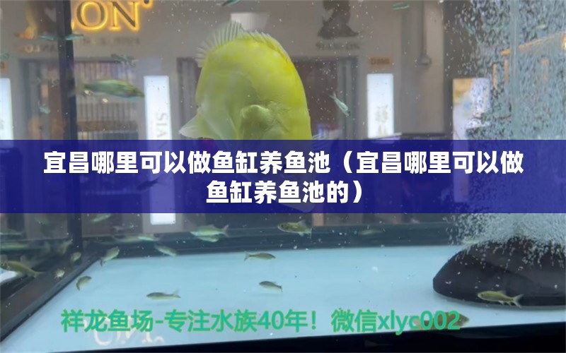 宜昌哪里可以做魚缸養(yǎng)魚池（宜昌哪里可以做魚缸養(yǎng)魚池的） 祥龍魚場(chǎng)