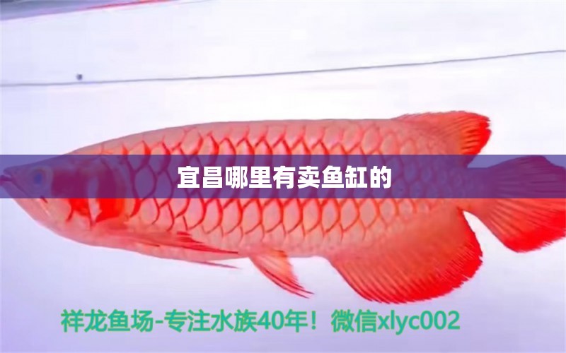 宜昌哪里有賣魚缸的